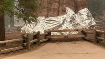 Firefighters Just Wrapped the World's Largest Tree in Foil to Protect It From Wildfires