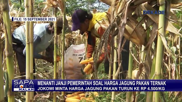 Presiden Joko Widodo Berikan 20 Ton Jagung Kepada Peternak Ayam Blitar