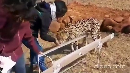 Aperçu d'un guépard (Gracieuseté)