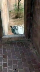 White Tiger in zoo