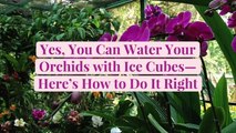 Yes, You Can Water Your Orchids with Ice Cubes—Here's How to Do It Right