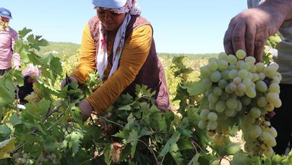 Fahiş fiyat tartışmaları sürüyor! Tarlada 3,5 TL olan üzümün markette 10 liradan satılması dikkat çekti