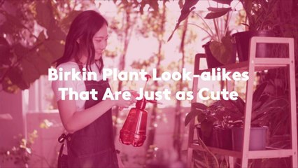 Birkin Plant Look-alikes That Are Just as Cute