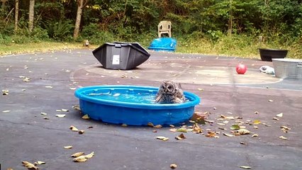 Owl Taking a Bath is Happy and Noisy
