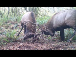 Deer Bails Before Elk Battle