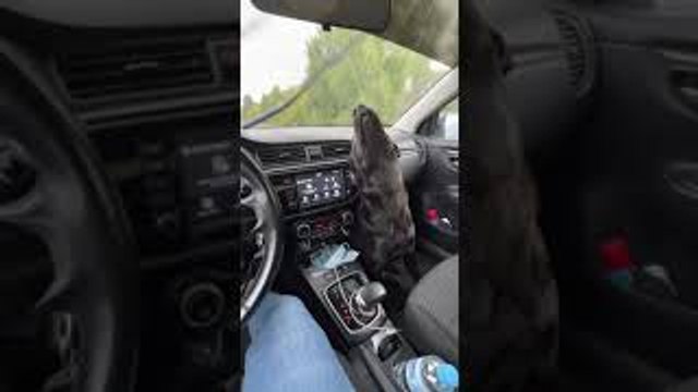 Windshield Wipers Entertain Lab