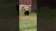 Baby Bear Visits Wedding in Idaho