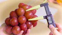Japanese grapes are some of the most expensive grapes in the world. In 2020, one bunch sold for $12,000.