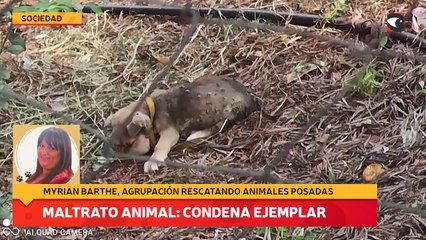 Maltrato animal: condena ejemplar