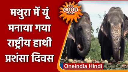 'National Elephant Appreciation Day' आज, वाइल्डलाइफ SOS ने यूं किया आयोजन | वनइंडिया हिंदी