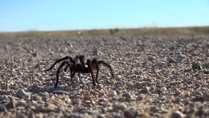 People travel hours to witness tarantula migration in Colorado