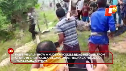 Odisha: 8-Foot Long Crocodile Rescued From Pond