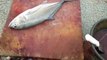 Amazing Trevally Fish Fast Cutting just in 2 minutes। Fish Cutting by Expert Master। Live & Fast Fish Cutting ( 720 X 1280 )