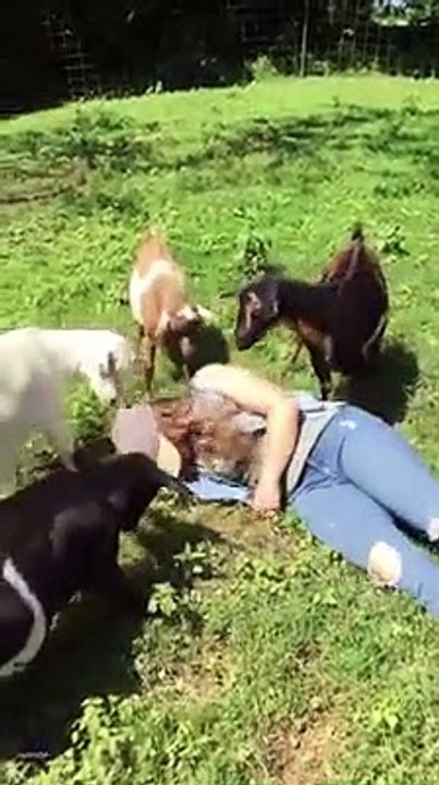 Goat live