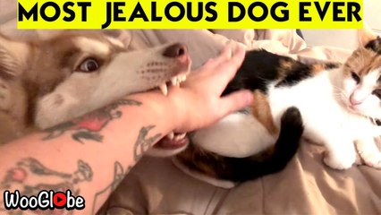 ''Am I not enough for you?' Jealous husky doesn't want owner to care for her pet cat'