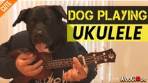'Music-loving dog plays ukulele... but not really!'