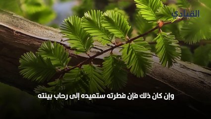 أجمل ما قيل من أشعار في وصف الطبيعة