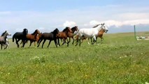 Beautiful Horse HD Videos | Horse Running Videos | Amazing Horse Videos | Animals Videos | All4U
