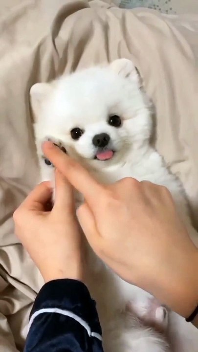 My funny puppy is talking on phone