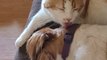 Cat Licks Sleeping Dog With Affection
