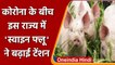 Tripura में African Swine Flu का कहर, 1 किमी तक सभी सूअरों को मारने का निर्देश | वनइंडिया हिंदी