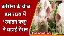 Tripura में African Swine Flu का कहर, 1 किमी तक सभी सूअरों को मारने का निर्देश | वनइंडिया हिंदी