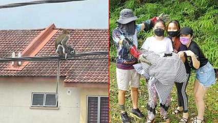Vahşi maymun çeteleri Malezya'yı karıştırdı! Yavru bir köpeği 3 gün boyunca rehin aldılar
