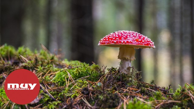 Datos fascinantes sobre el otoño que probablemente no sabías