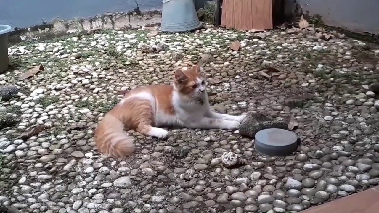 KUCING MENCARI YANG TAK PASTI