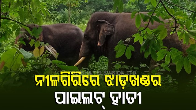 Pilot Tusker From Jharkhand Elephant Herd Spotted In Nilgiri Forest Range