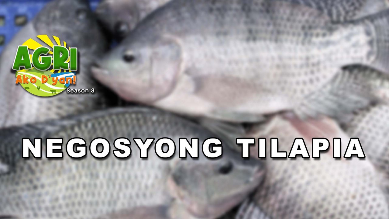 Negosyong Tilapia