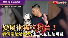 變魔術被狗拆台！ 「表情驚恐」哈士奇跟主人互動超可愛