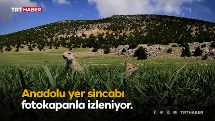 Anadolu gelengilerinin sevimli halleri