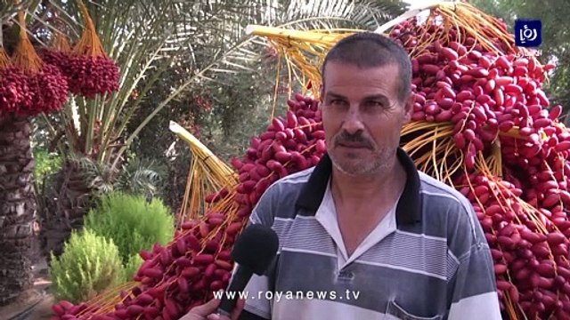 موسم جني ثمار البلح في قطاع غزة نفط غزة