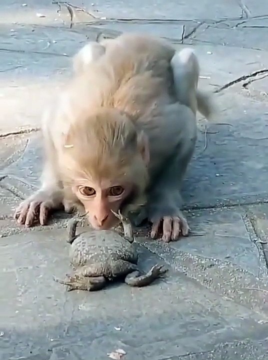 Animal Life