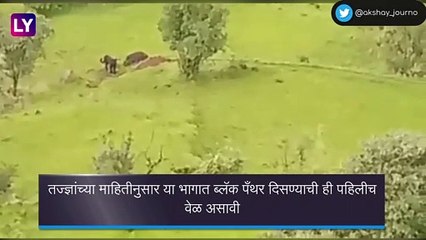 Black Panther Spotted In Mahabaleshwar: महाबळेश्वरमधील प्रसिद्ध प्रतापगड किल्ल्याजवळ दिसला दुर्मीळ ब्लॅक पँथर, पहा व्हिडिओ