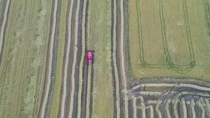 Türkiye'nin çeltik ambarında hasat başladı