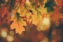 Faits fascinants sur l'automne que vous ne saviez probablement pas