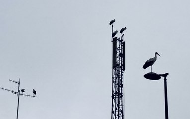 Dax : une vingtaine de cigognes font une pause près du village Alzheimer