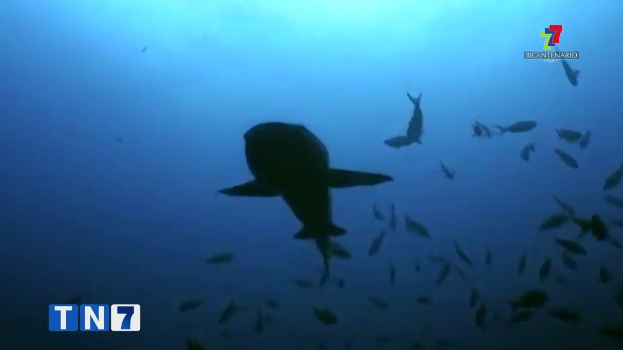 td7-biologos-marinos-hacen-llamado-a-aumentar-area-de-conservacion-marina-isla-del-coco-220921