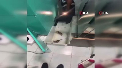 Sesi duydular, anne ve yavru kedileri kurtardılar