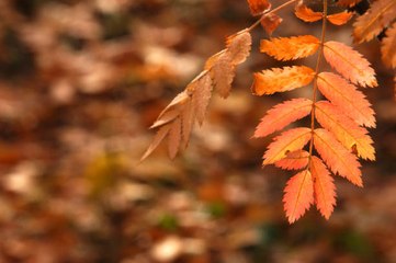 What Is the Autumnal Equinox?