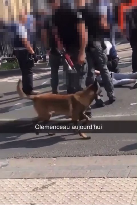 Anderlecht : il refuse de porter le masque, son chien mord trois personnes dont deux policiers !