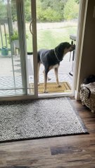 Open Door Confuses Dog