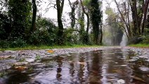 Cozy Rain Under a Tree in England | White Noise for Sleeping, Relaxing & Tinnitus