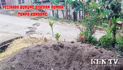 Pelihara burung tanpa kandang atau sangkar
