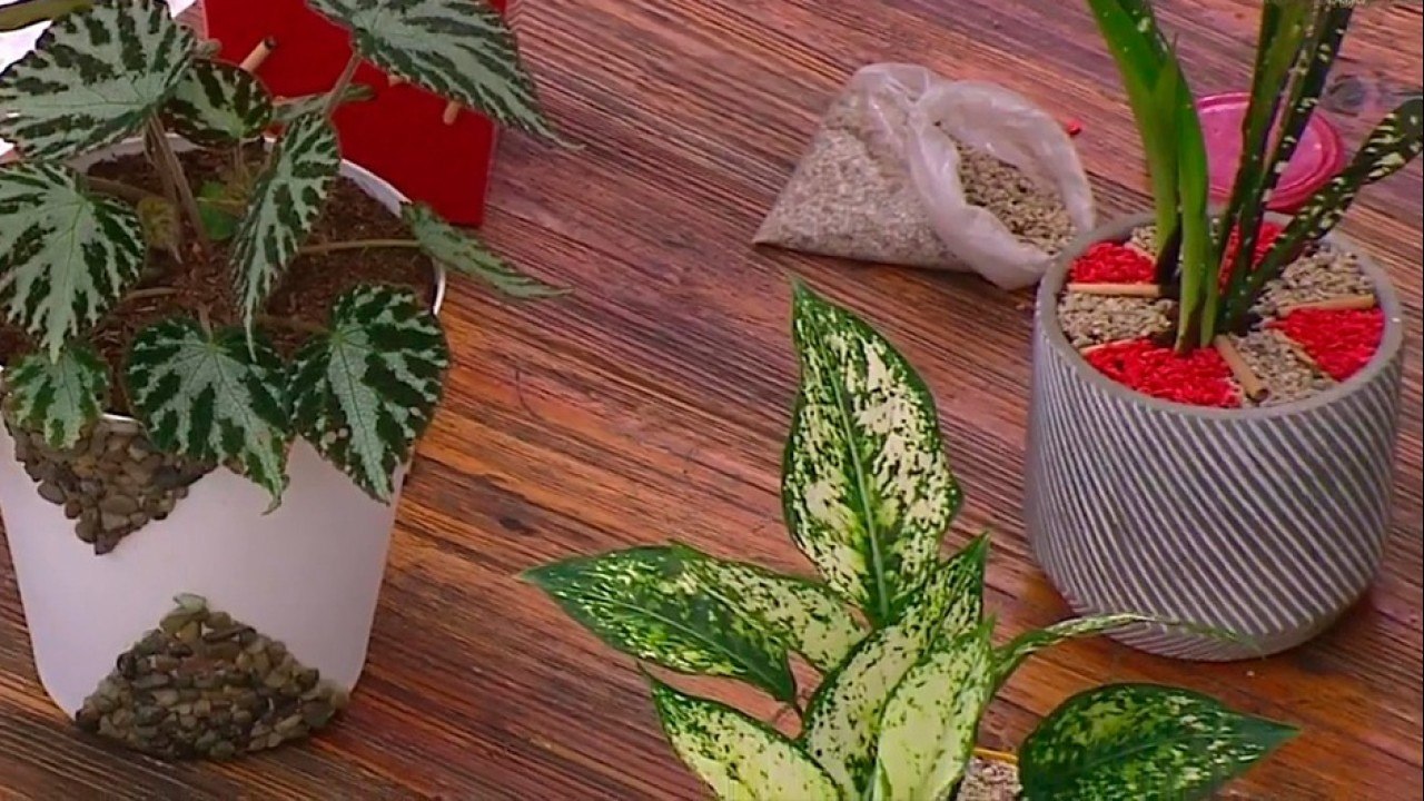 bd-le-enseñamos-a-decorar-macetas-con-bambu-y-piedras-220921