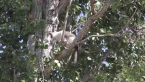 Son dakika haberi: Ağaçta mahsur kalan kediyi itfaiye kurtardı
