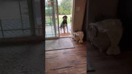 Open Door Confuses Dog