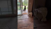 Open Door Confuses Dog